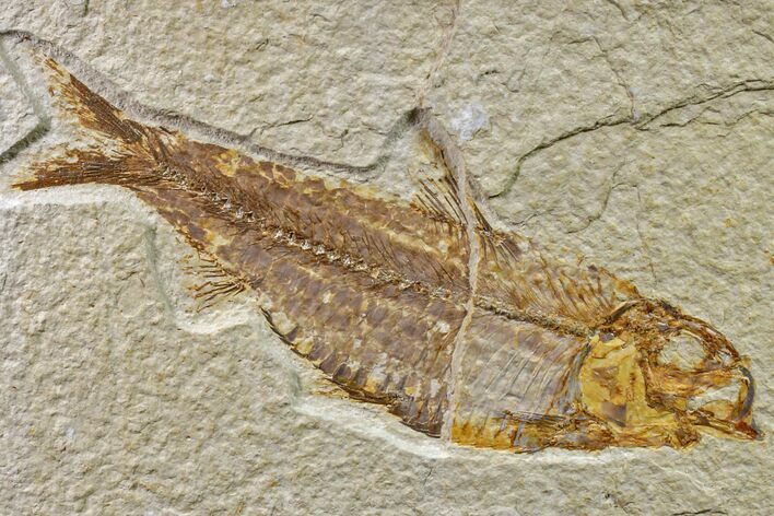 Fossil Fish (Knightia) - Wyoming #159056